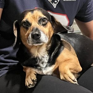 A small dog with a black and tan coat rests on a person's lap, looking directly at the camera.