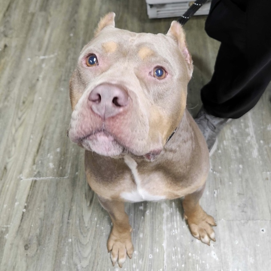 A brown and tan dog looks up, sitting on a wooden floor, with a person’s leg visible nearby.