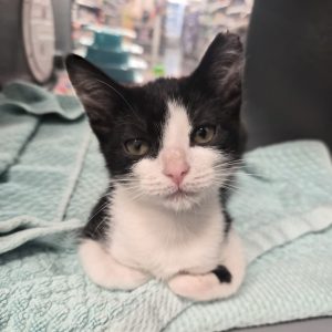A black and white kitten sits on a light blue towel, looking directly at the camera.