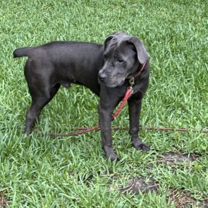 A gray dog stands on green grass, looking to the side while wearing a red leash.