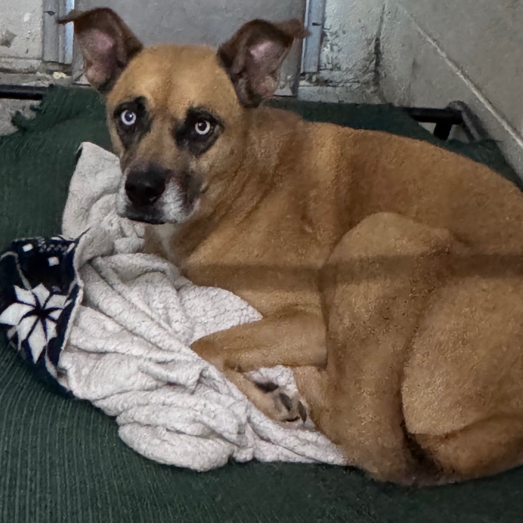 A brown dog with blue eyes rests on a blanket in a kennel, looking towards the camera.