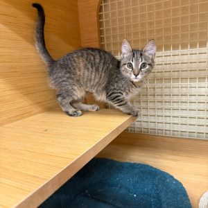 A small tabby kitten stands on a wooden shelf, looking curiously at the camera.