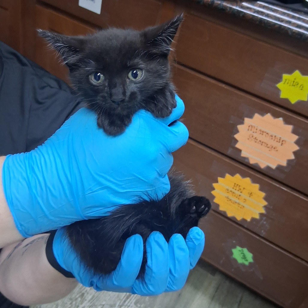 A person in blue gloves holds a small black kitten, showcasing its curious expression.