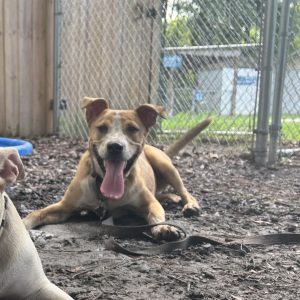 Two dogs play in a fenced area; one lies down while the other sits with its tongue out.