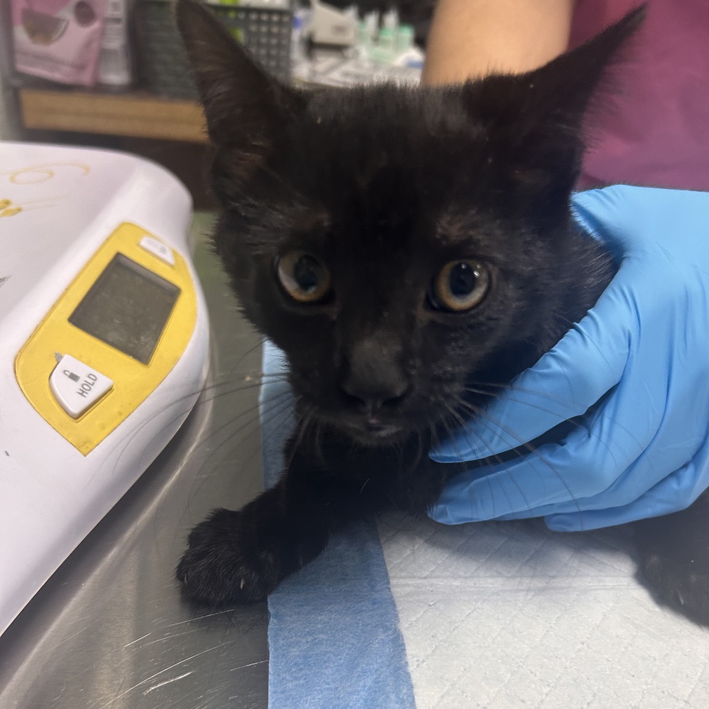 A black kitten is being held by a person wearing a blue glove, with a scale in the background.