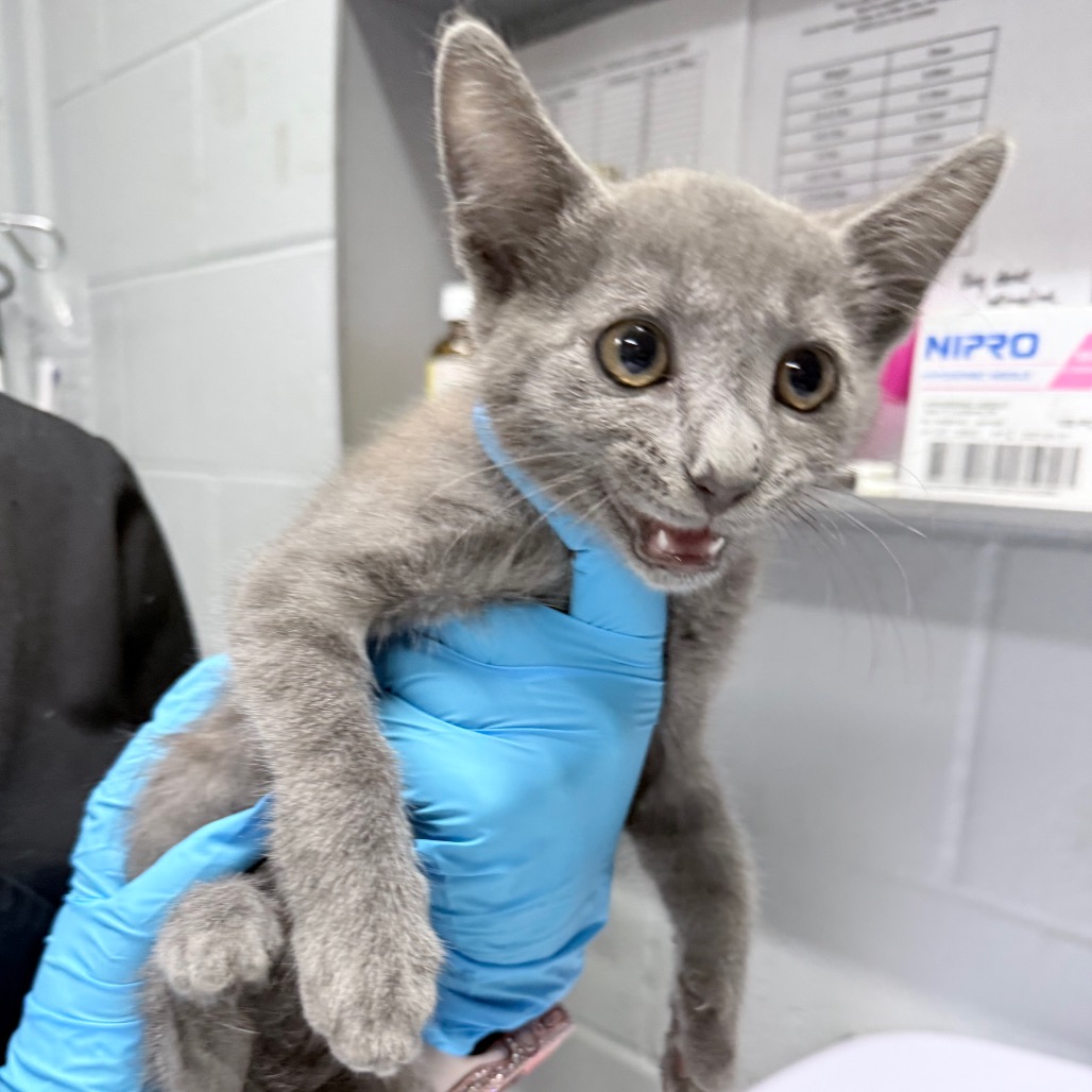 A gray kitten is held by a person wearing blue gloves, looking curiously at the camera.