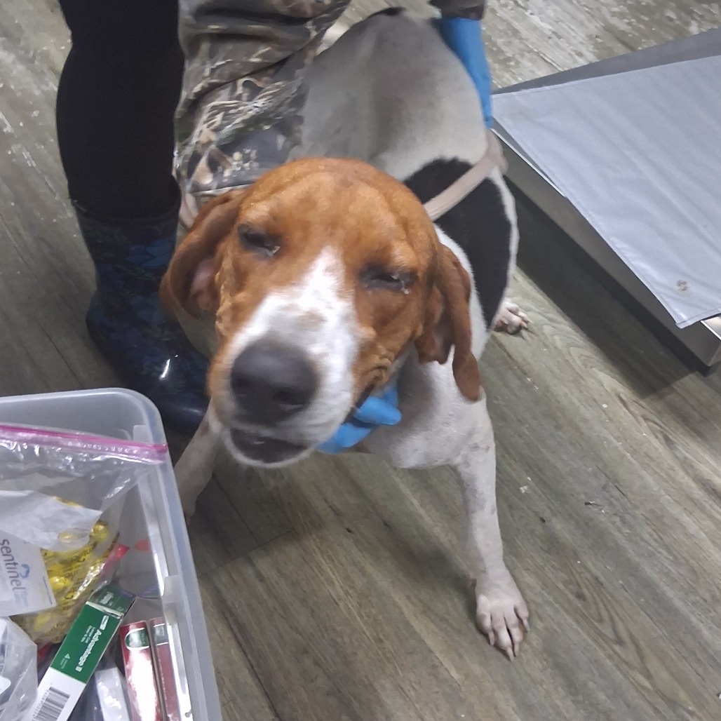 A dog with a blue collar stands near a container of supplies, while a person in camouflage holds it gently.