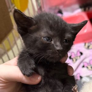 A person holds a small black kitten with blue eyes, surrounded by colorful blankets.