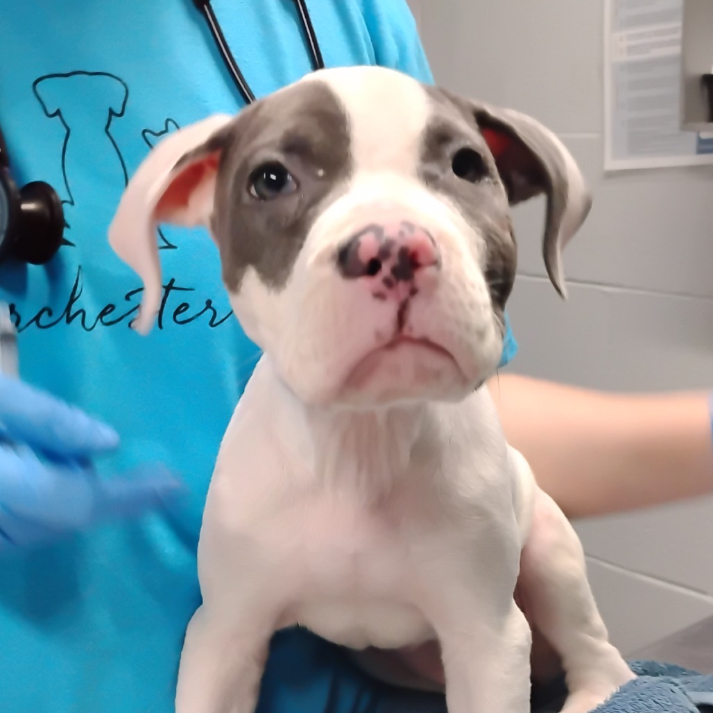 A person in a blue shirt holds a small, gray and white puppy in a veterinary setting.