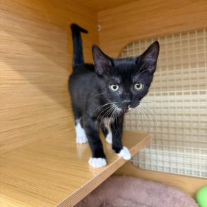 A black and white kitten stands on a wooden shelf, looking curiously at its surroundings.