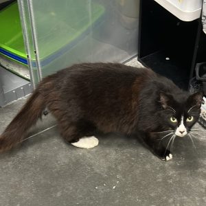 A black and white cat with green eyes walks on a gray floor near storage containers.