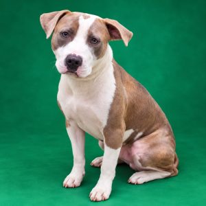 A brown and white dog sits on a green background, looking directly at the camera.