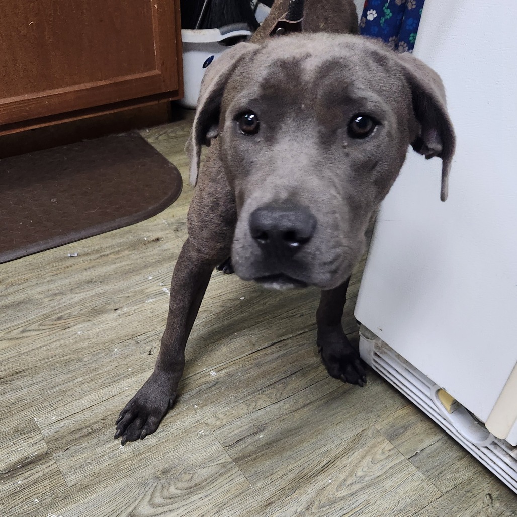 A gray dog stands on a wooden floor, looking curiously at the camera near a refrigerator.