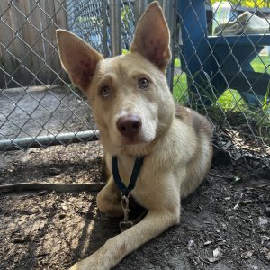 A light-colored dog with large ears lies on the ground near a chain-link fence.