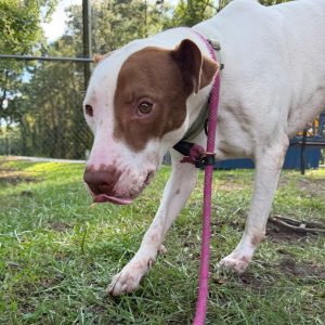 A white dog with brown patches walks on grass, wearing a harness and a pink leash.