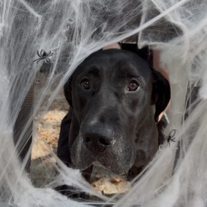 A black dog peers through a web of fake spider silk, with a spider visible nearby.