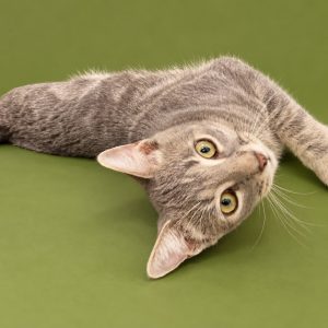 A gray cat lies on its side against a green background, looking curiously at the viewer.