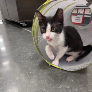 A black and white kitten peeks out from a circular tunnel, playfully sticking out its tongue.
