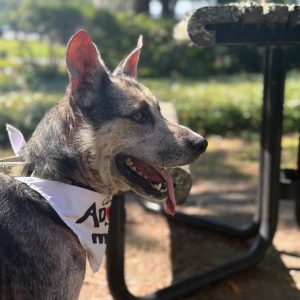 A dog with a bandana sits outdoors, looking to the side with its tongue out.