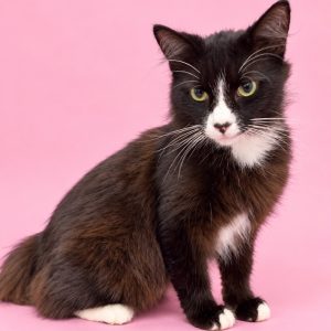 A black and brown cat with white markings sits against a pink background, looking curiously at the camera.