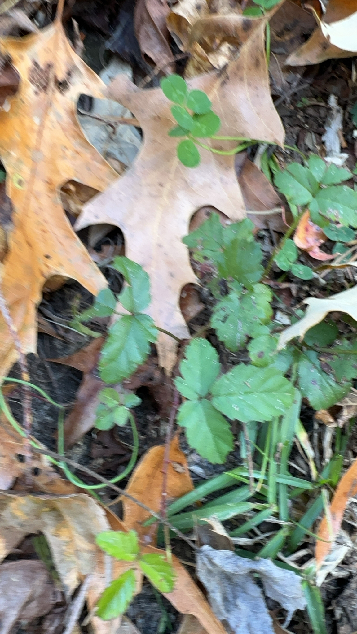 Green plants and clovers grow among fallen brown leaves on the forest floor.