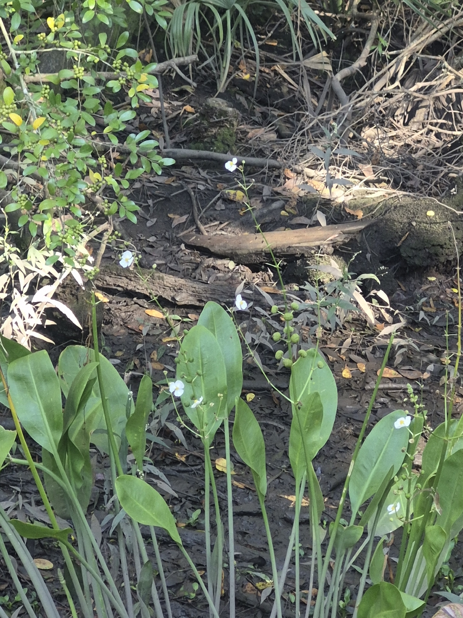 Green leaves and small white flowers grow in a muddy area with fallen branches and scattered leaves.